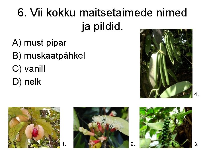 6. Vii kokku maitsetaimede nimed ja pildid. A) must pipar B) muskaatpähkel C) vanill