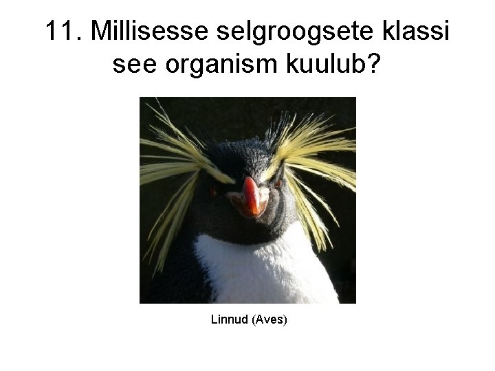 11. Millisesse selgroogsete klassi see organism kuulub? Linnud (Aves) 