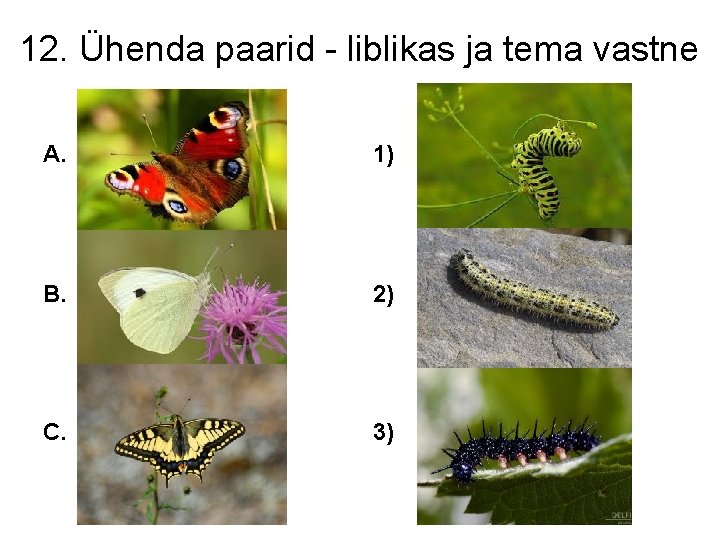 12. Ühenda paarid - liblikas ja tema vastne A. 1) B. 2) C. 3)