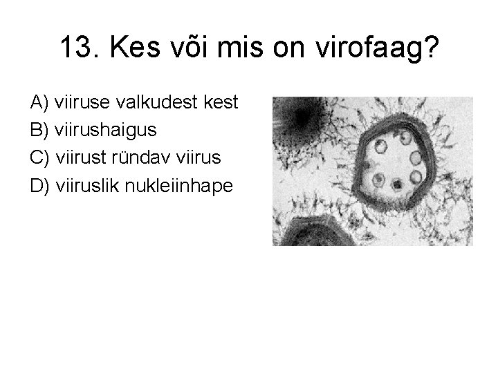 13. Kes või mis on virofaag? A) viiruse valkudest kest B) viirushaigus C) viirust