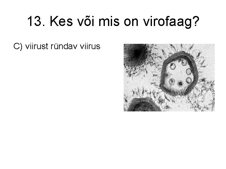13. Kes või mis on virofaag? C) viirust ründav viirus 