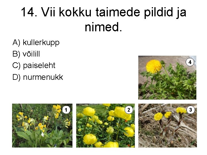 14. Vii kokku taimede pildid ja nimed. A) kullerkupp B) võilill C) paiseleht D)