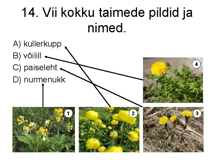 14. Vii kokku taimede pildid ja nimed. A) kullerkupp B) võilill C) paiseleht D)