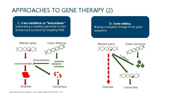 APPROACHES TO GENE THERAPY (2) C. Gene inhibition or ”knockdown” Inactivating a mutated gene