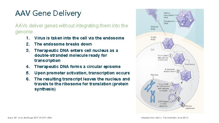 AAV Gene Delivery AAVs deliver genes without integrating them into the genome 1. 2.