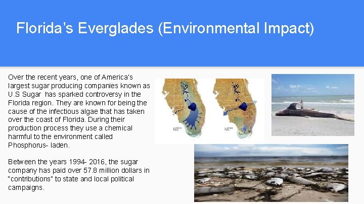 Florida’s Everglades (Environmental Impact) Over the recent years, one of America’s largest sugar producing