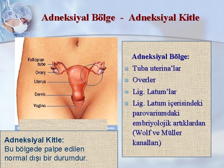 Adneksiyal Bölge - Adneksiyal Kitle Adneksiyal Bölge: Adneksiyal Kitle: Bu bölgede palpe edilen normal