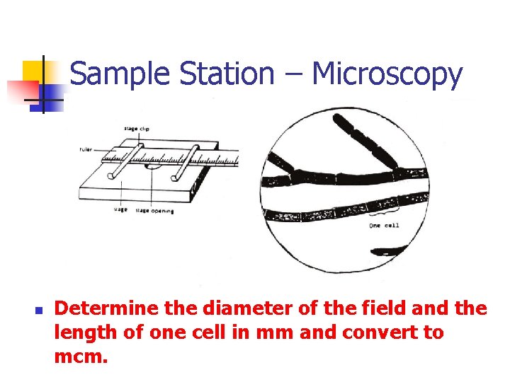 Sample Station – Microscopy n Determine the diameter of the field and the length