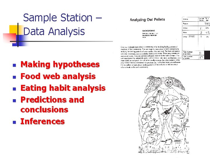 Sample Station – Data Analysis n n n Making hypotheses Food web analysis Eating