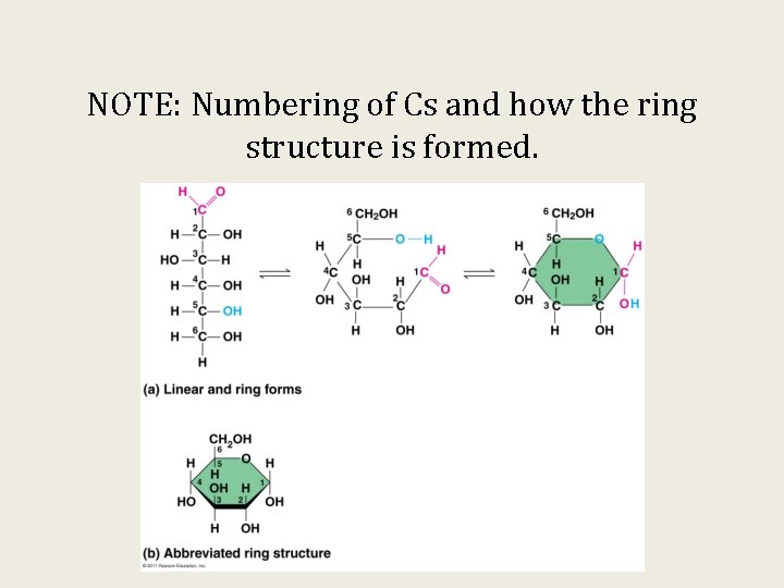 NOTE: Numbering of Cs and how the ring structure is formed. 