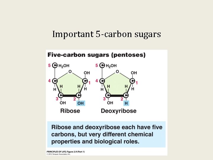 Important 5 -carbon sugars 