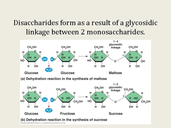 Disaccharides form as a result of a glycosidic linkage between 2 monosaccharides. 