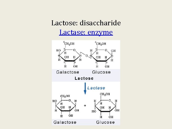 Lactose: disaccharide Lactase: enzyme 