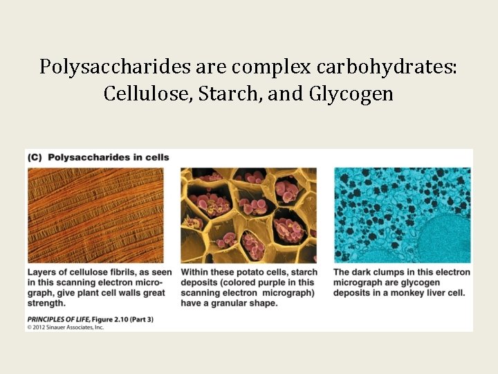 Polysaccharides are complex carbohydrates: Cellulose, Starch, and Glycogen 