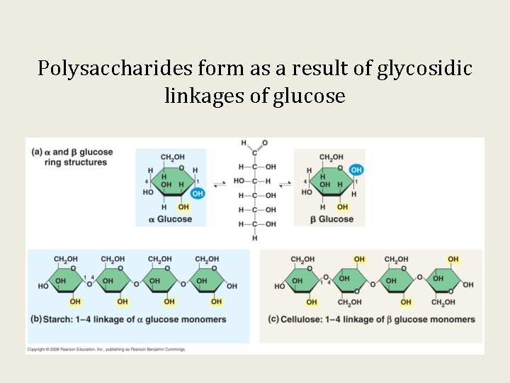 Polysaccharides form as a result of glycosidic linkages of glucose 