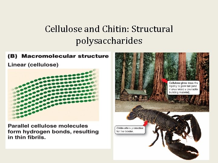 Cellulose and Chitin: Structural polysaccharides 