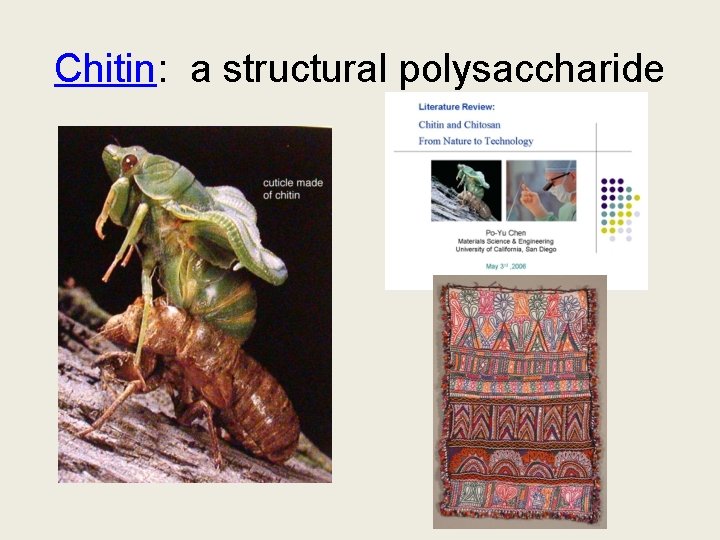 Chitin: a structural polysaccharide 