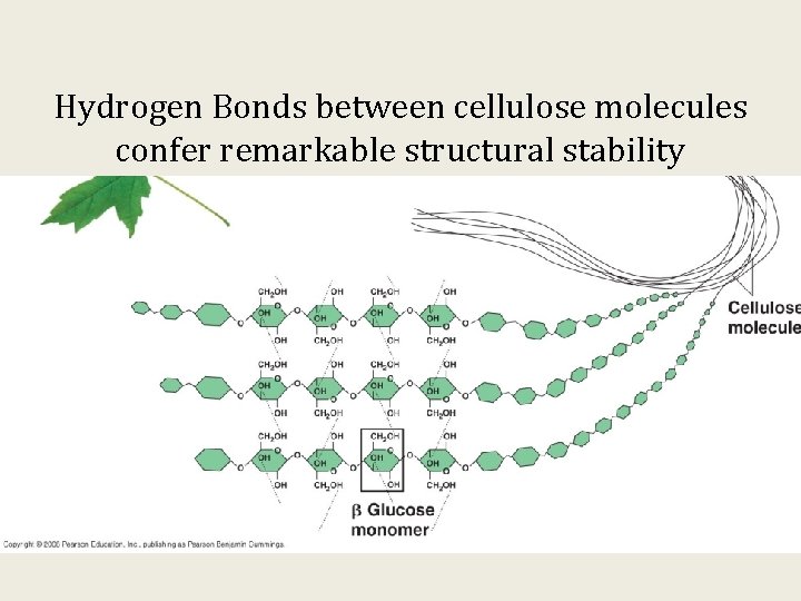 Hydrogen Bonds between cellulose molecules confer remarkable structural stability 