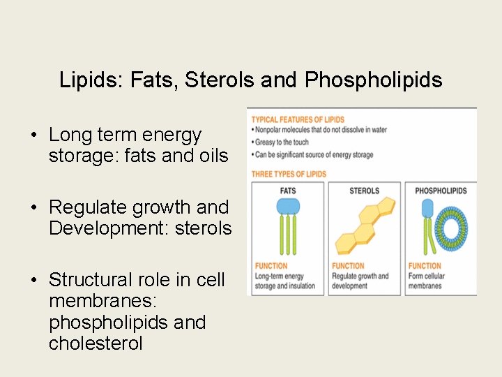Lipids: Fats, Sterols and Phospholipids • Long term energy storage: fats and oils •