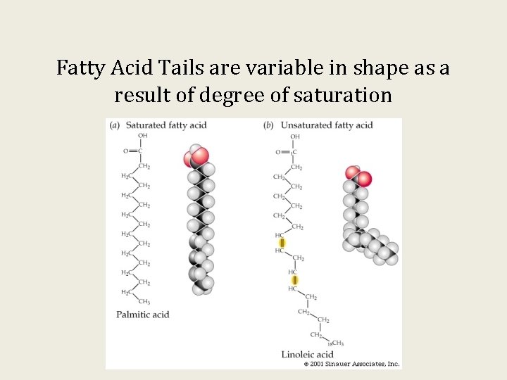 Fatty Acid Tails are variable in shape as a result of degree of saturation