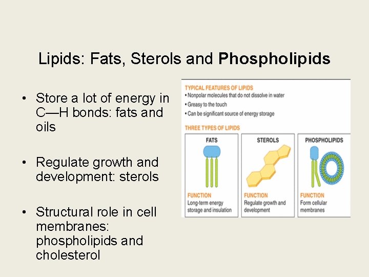 Lipids: Fats, Sterols and Phospholipids • Store a lot of energy in C—H bonds:
