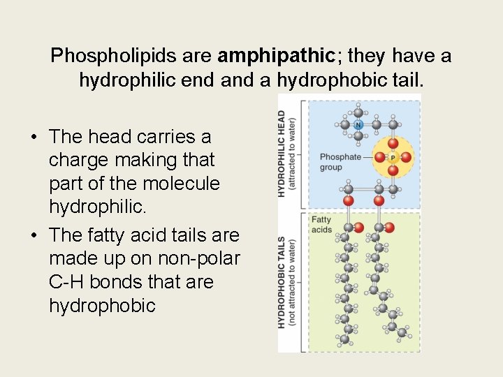 Phospholipids are amphipathic; they have a hydrophilic end a hydrophobic tail. • The head