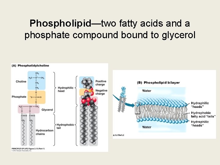 Phospholipid—two fatty acids and a phosphate compound bound to glycerol 
