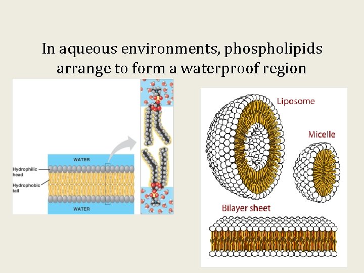 In aqueous environments, phospholipids arrange to form a waterproof region 