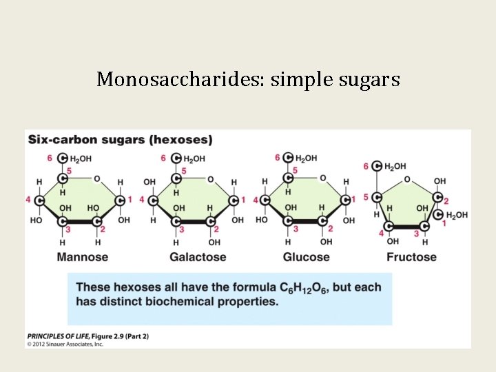 Monosaccharides: simple sugars 