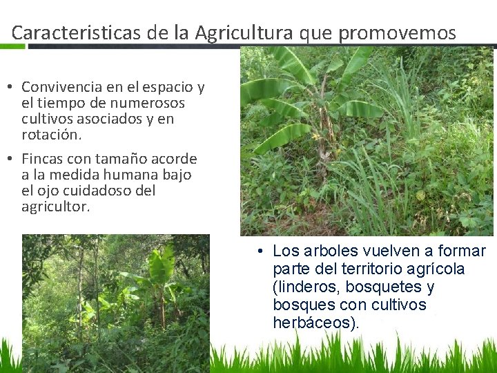 Caracteristicas de la Agricultura que promovemos • Convivencia en el espacio y el tiempo