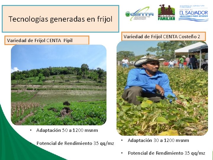 Tecnologías generadas en frijol Variedad de Frijol CENTA Pipil Variedad de Frijol CENTA Costeño