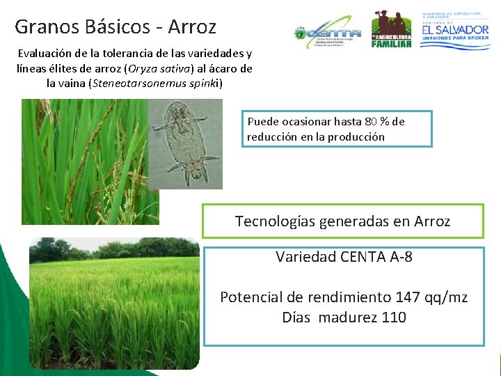 Granos Básicos - Arroz Evaluación de la tolerancia de las variedades y líneas élites