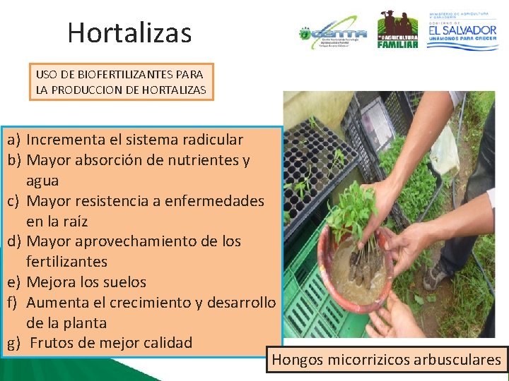 Hortalizas USO DE BIOFERTILIZANTES PARA LA PRODUCCION DE HORTALIZAS a) Incrementa el sistema radicular