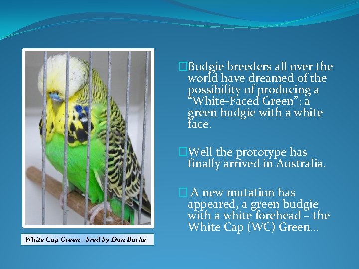 �Budgie breeders all over the world have dreamed of the possibility of producing a