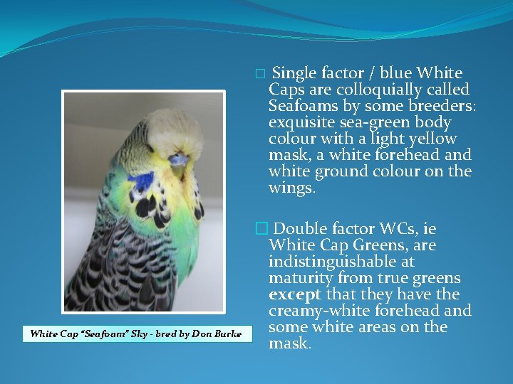� White Cap “Seafoam” Sky - bred by Don Burke Single factor / blue