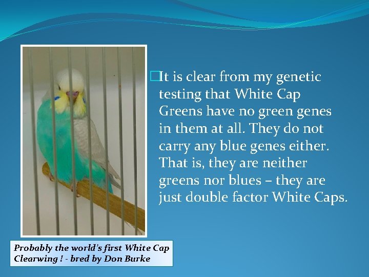 �It is clear from my genetic testing that White Cap Greens have no green