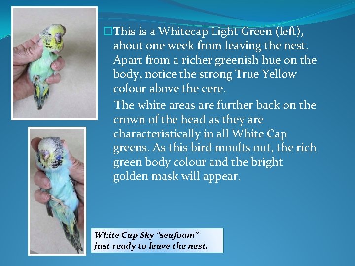 �This is a Whitecap Light Green (left), about one week from leaving the nest.