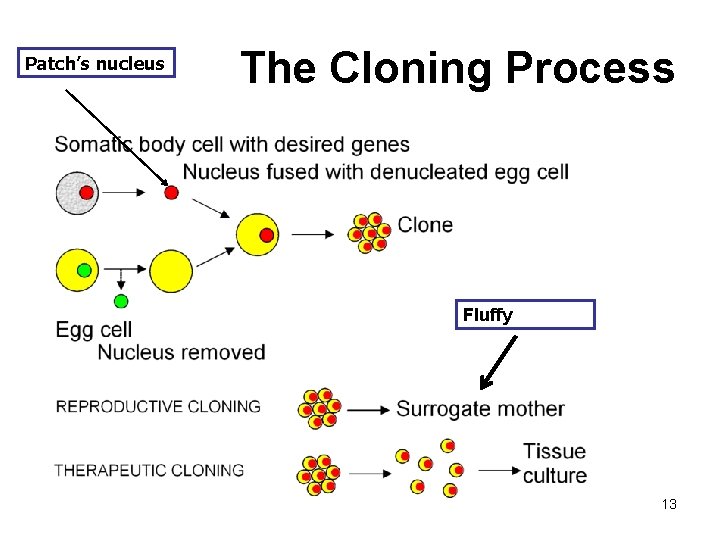 Patch’s nucleus The Cloning Process Fluffy 13 