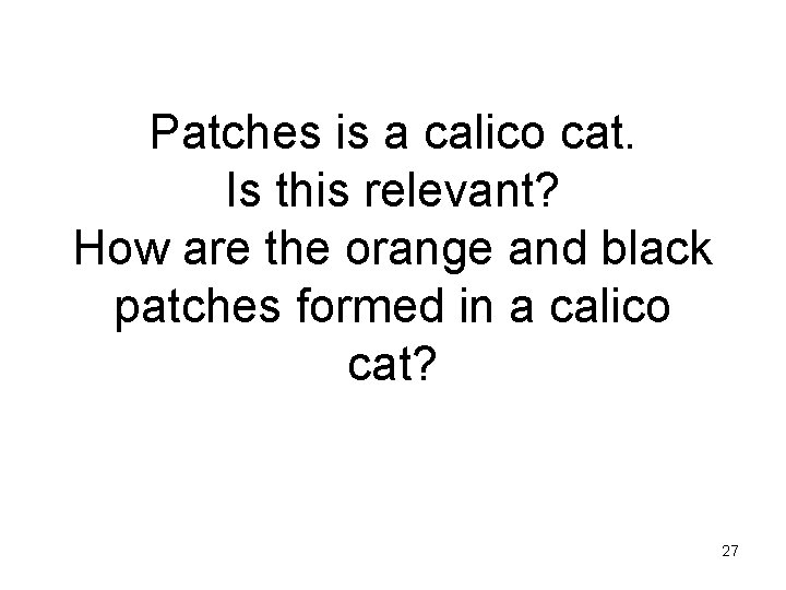 Patches is a calico cat. Is this relevant? How are the orange and black