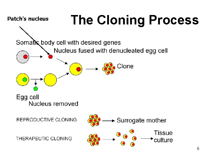 Patch’s nucleus The Cloning Process 6 