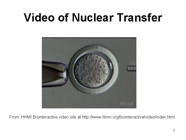 Video of Nuclear Transfer From: HHMI Biointeractive video site at http: //www. hhmi. org/biointeractive/video/index.