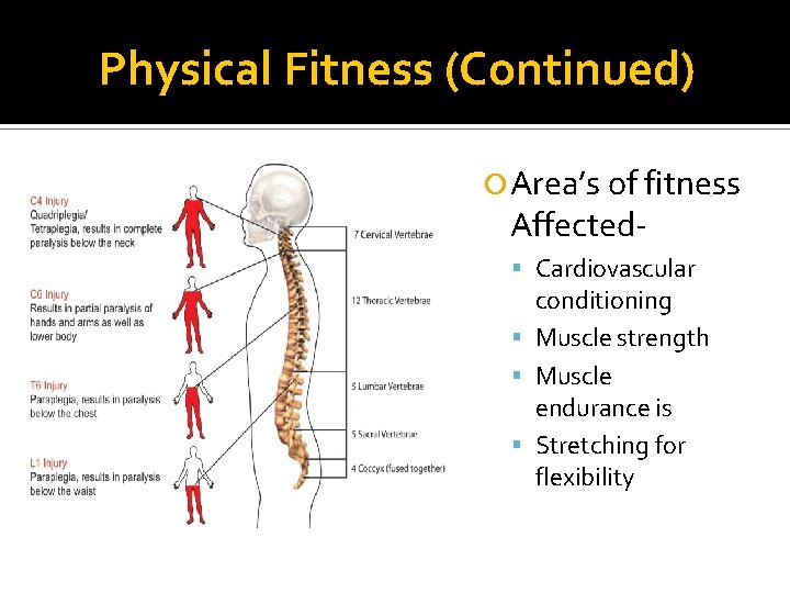 Physical Fitness (Continued) Area’s of fitness Affected- Cardiovascular conditioning Muscle strength Muscle endurance is