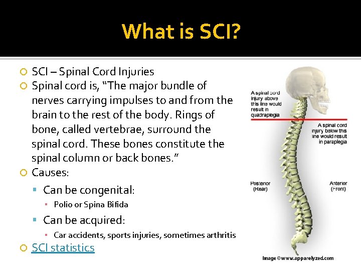 What is SCI? SCI – Spinal Cord Injuries Spinal cord is, “The major bundle