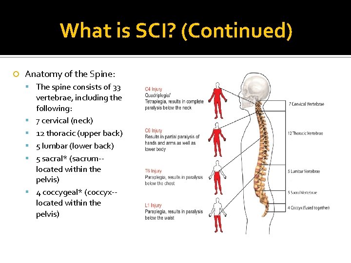 What is SCI? (Continued) Anatomy of the Spine: The spine consists of 33 vertebrae,