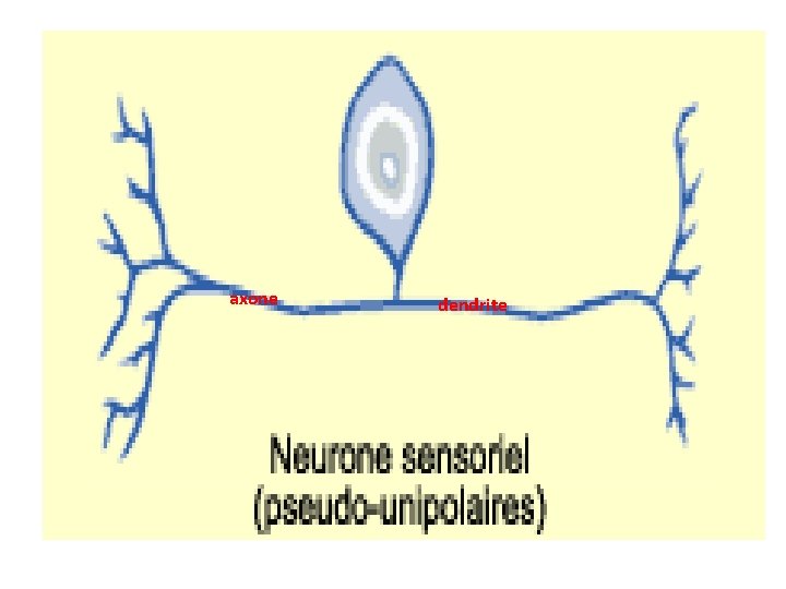 axone dendrite 