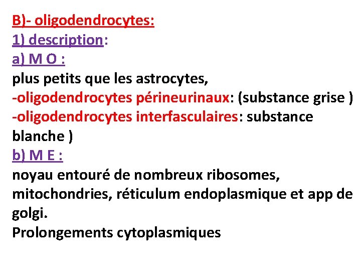 B)- oligodendrocytes: 1) description: a) M O : plus petits que les astrocytes, -oligodendrocytes