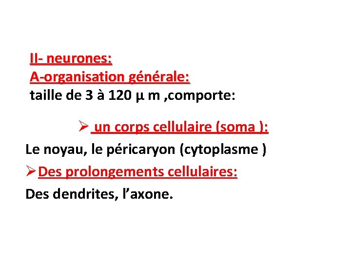 II- neurones: A-organisation générale: taille de 3 à 120 µ m , comporte: Ø