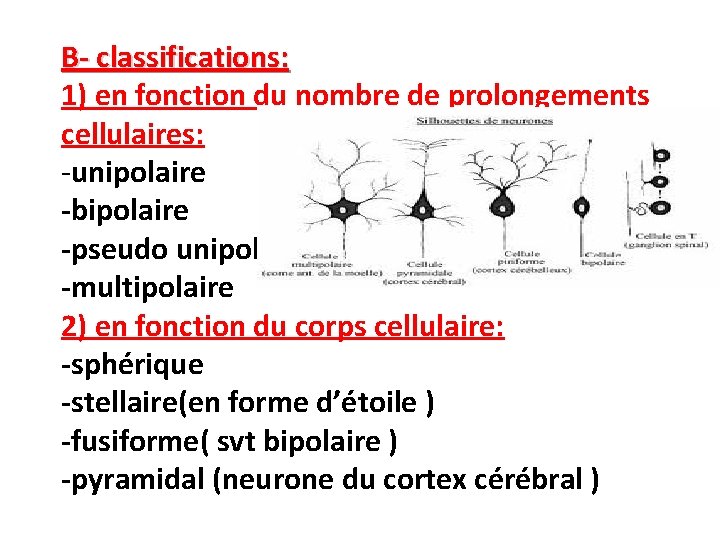 B- classifications: 1) en fonction du nombre de prolongements cellulaires: -unipolaire -bipolaire -pseudo unipolaire