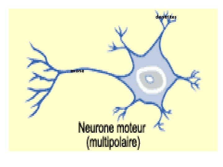 dentrites axone 