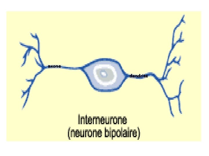 axone dendrite 